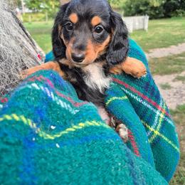 Boy 1 - Black and tan male Dachshund puppy in Deerwood, Minnesota from Decorous Dachshunds
