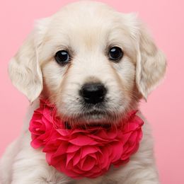 Esme - Light golden Golden Retriever puppy in Heber City, Utah from Wasatch Back Companions