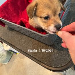 Girl 6 - female Pembroke Welsh Corgi puppy in Xenia, Ohio from Dosado Corgis
