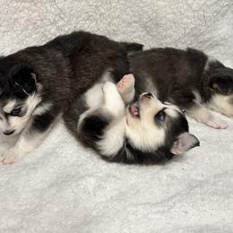Pomsky All Grown Up from Full Moon Pomskies