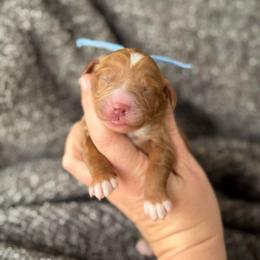Tribute - Red  male Goldendoodle puppy in Wharton, Texas from Little Fur Friends