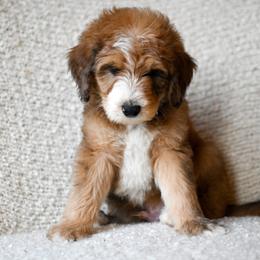Spur - Red male Bernedoodle puppy in Ogden, Utah from Stanger Farms