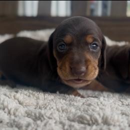 Chocolate And Tan Male 3 - Chocolate and tan male Dachshund puppy in Blackstone, Virginia from Cheyenne's Dachshunds