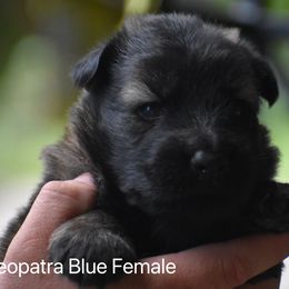 Blue - Sable female German Shepherd puppy in Anniston, Alabama from Cottonwood Kennel