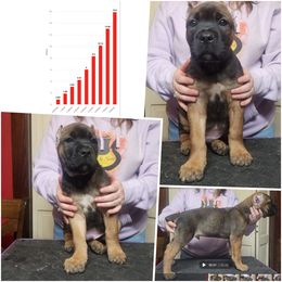 Arson (Fawn) - Fawn male Cane Corso puppy in Manitowoc, Wisconsin from Sinner & Saint Cane Corso