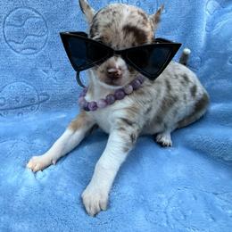 Chanel AKC (runt) lilac - Merle female Chihuahua puppy in Seneca, Missouri from Stephanie’s Puppy Colony