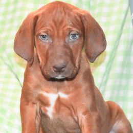 Sara - Red Catahoula Leopard Dog puppy in Potsdam, New York from Spot On Catahoula Leopard Dogs