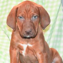 Sara - Red Catahoula Leopard Dog puppy in Potsdam, New York from Spot On Catahoula Leopard Dogs
