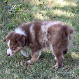 Tigger - Red merle male Miniature Australian Shepherd puppy in Evant, Texas from Lazy VT Bar Ranch