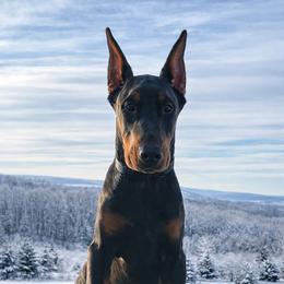 Black-girl - Black and rust female Doberman Pinscher puppy in Columbia, Maryland from Storm Cloud Doberman