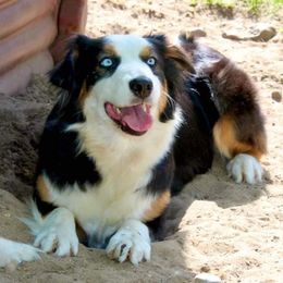 Val - Australian Shepherd