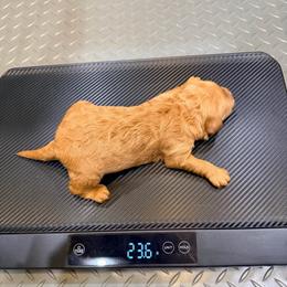 Luke - Red  male Goldendoodle puppy in Anthem/Phoenix, Arizona from Ironwood Doodles