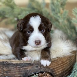 Ruby - Red tri female Miniature Australian Shepherd puppy in Wesley Chapel, Florida from August Oaks Aussies