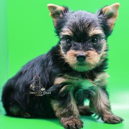 Yorkshire Terrier Puppies from Essence of Grace Yorkies