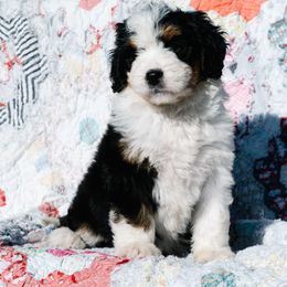 Bernedoodle and Schnoodle Puppies from Grand Lake Poodles & Doodles