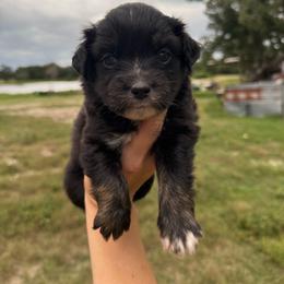 Tangerine - Black tri male Miniature Australian Shepherd puppy in Iola, Texas from MK Aussies