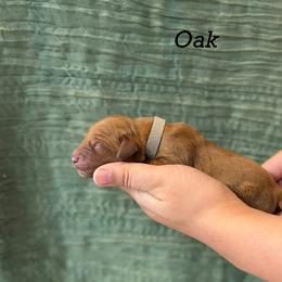 Oak - Dark golden male Golden Retriever puppy in Fruitland, Idaho from Bethel Retrievers