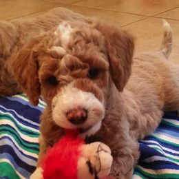 Goldendoodle and Poodle Puppies from Chattahoochee Kennels