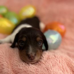 Leo - Piebald male Dachshund puppy in Staley, North Carolina from Langley Farms Dachshunds