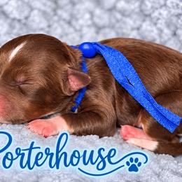 Porterhouse - Tri-color male Bernedoodle puppy in Charleston, South Carolina from Palm Belle Doodles