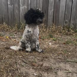 Mobie - Parti male Poodle puppy in Holiday, Florida from In the Name of Fluff