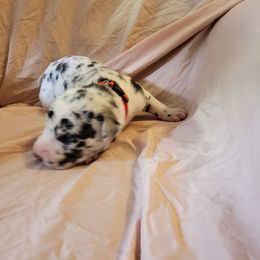 Cane Corso and Great Dane Puppies from RC RANCH GREAT DANES