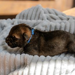 P'Blue Male 1 - Sable male German Shepherd puppy in Alum Creek, West Virginia from Stay Wild K9