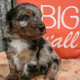 Aussiedoodles and Australian Shepherds from CheckMark Aussies