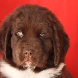 Newfoundland Puppies from Newfforu