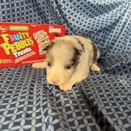 Pebbles - Blue merle female Australian Shepherd puppy in Warsaw, Missouri from Siercks Ranch Aussies