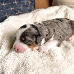Amber - Merle female Bernedoodle puppy in Ammon, Idaho from Little Stone Bernedoodles