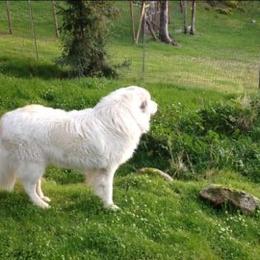 Patrick - Great Pyrenees