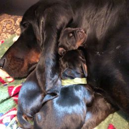 Black and Tan Coonhound Puppies from HawkWillow Hounds