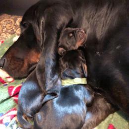 Black and Tan Coonhound Puppies from HawkWillow Hounds