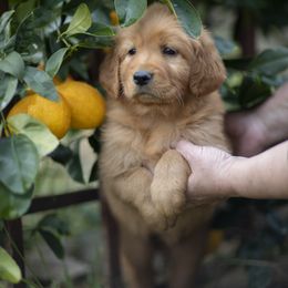 Cavalier King Charles Spaniel and Golden Retriever Puppies from Tsarevich Goldens and Cavaliers