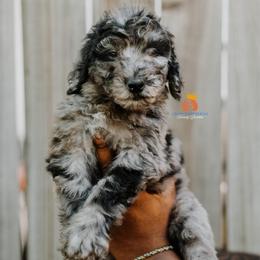 Boy 3 - Blue merle male Bernedoodle puppy in Independence, Missouri from Crown Stephens Family Doodles