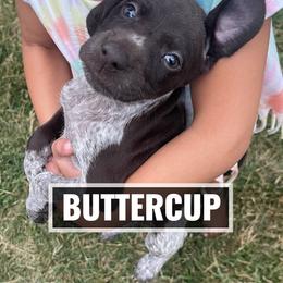 German Shorthaired Pointer Puppies from LyonHeart Kennels