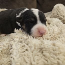 AKC - Quad Clear Tri Colored - Boy 3 - Black and white male Cardigan Welsh Corgi puppy in Tombstone, Arizona from WeVolution Off-Grid