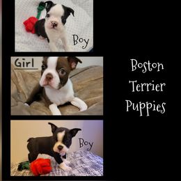 Boston Terriers from Remington's Chocolate Kisses