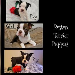 Boston Terriers from Remington's Chocolate Kisses