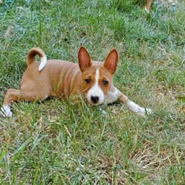 Basenji Puppies from Basenji Puppies