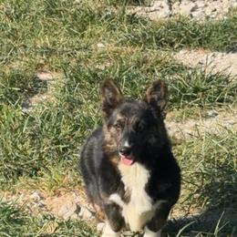 Valley - Brindle and white female American Corgi puppy in Bloomfield, Iowa from Beebe’s Corgis & Doxies