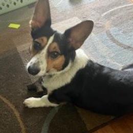 Cardigan Welsh Corgis from Katie Rogers