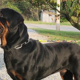 Cane Corso, Doberman Pinschers, and Rottweilers from Lazy A Ranch & Kennels