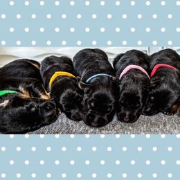 Noah - Black and red male German Shepherd puppy in Union City, Ohio from Heaven’s Angels