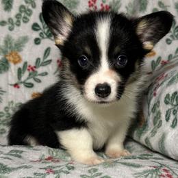 Boy 2 - Black and tan male Pembroke Welsh Corgi puppy in Surprise, Arizona from Ruff and Rowdy Corgis