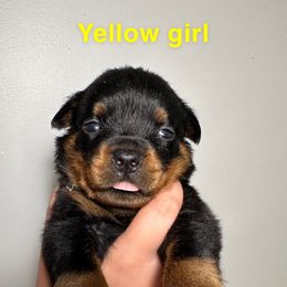 Anastasia - Rottweiler puppy from Domov Kartelu Rottweilers