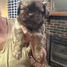 Carly - Liver female Shih Tzu puppy in Hickory, North Carolina from PAWSitive Breeders of the Carolinas
