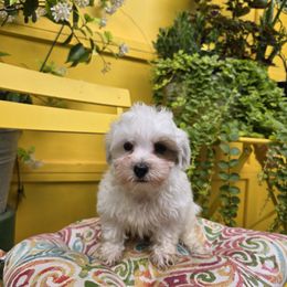 Patch - White male Havanese puppy in Deer Park, Washington from Mt. Top Havanese