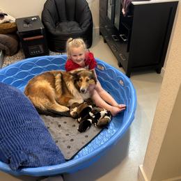 Collie puppies from Lawson’s Lassies